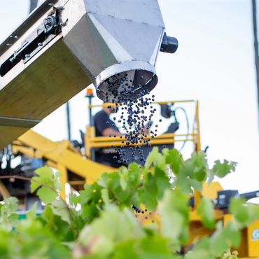 Machine harvesting grapes, dropping them into a container over vineyard foliage.