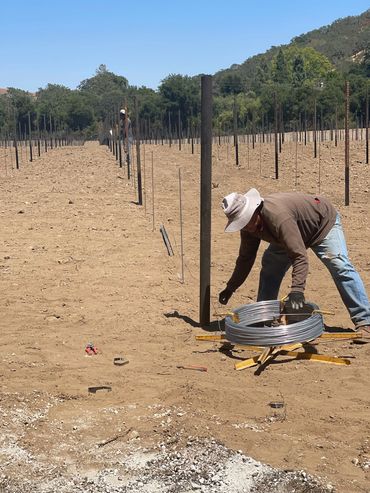 Workers installing wire on posts in a large, dry field under clear blue sky.