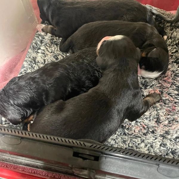 Newborn puppies resting on a soft blanket.