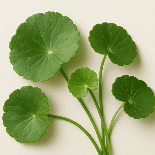 Green round leaves with long stems arranged on a light background.