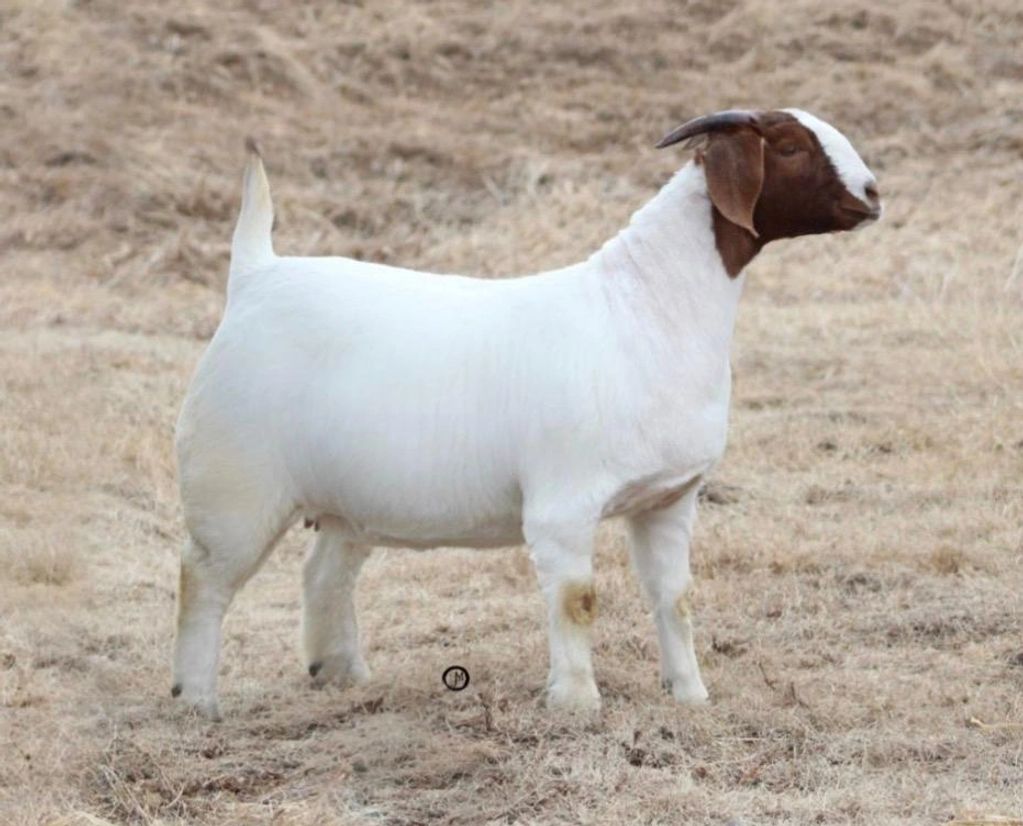 A white goat with a brown face standing on dry grass.
