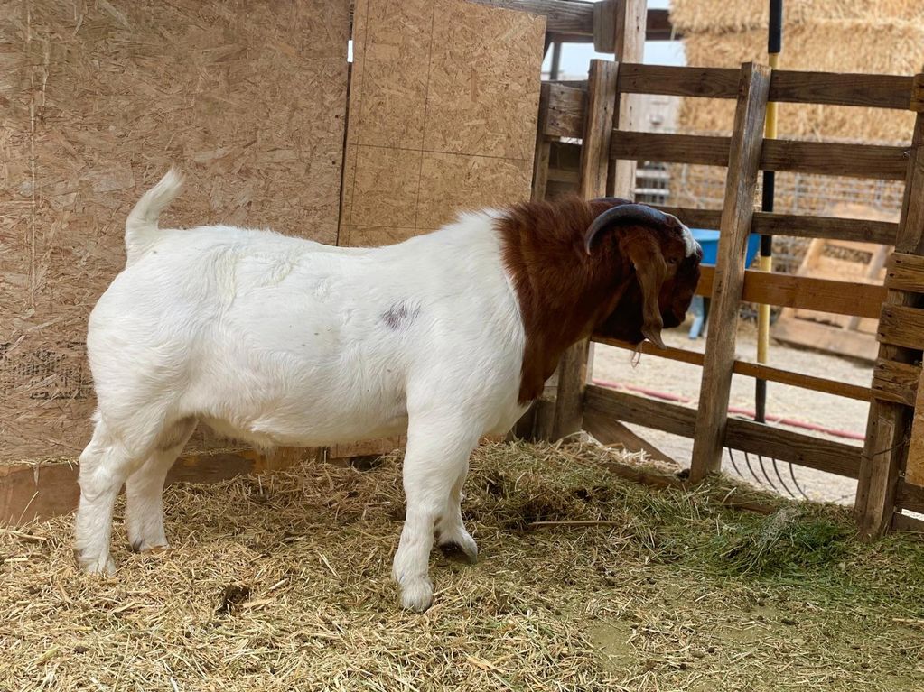 A brown and white goat inside a wooden pen.
