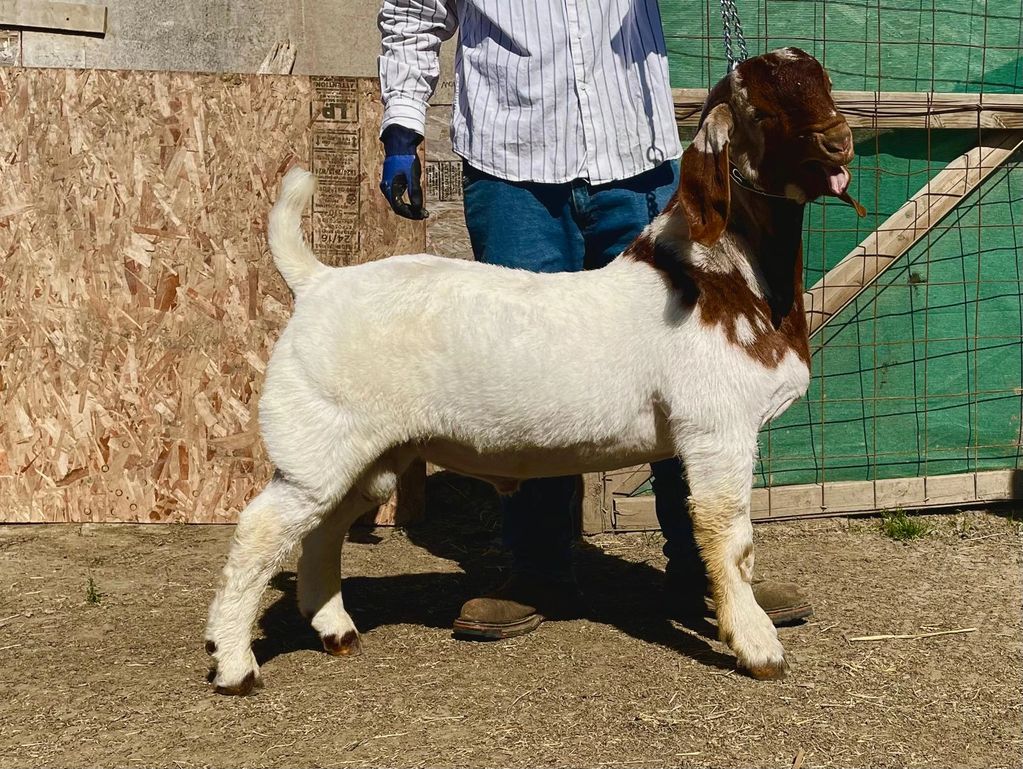 A white and brown goat standing with a person in the background.