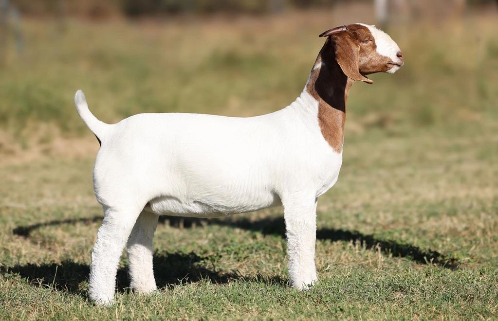 A brown and white goat standing on grass.