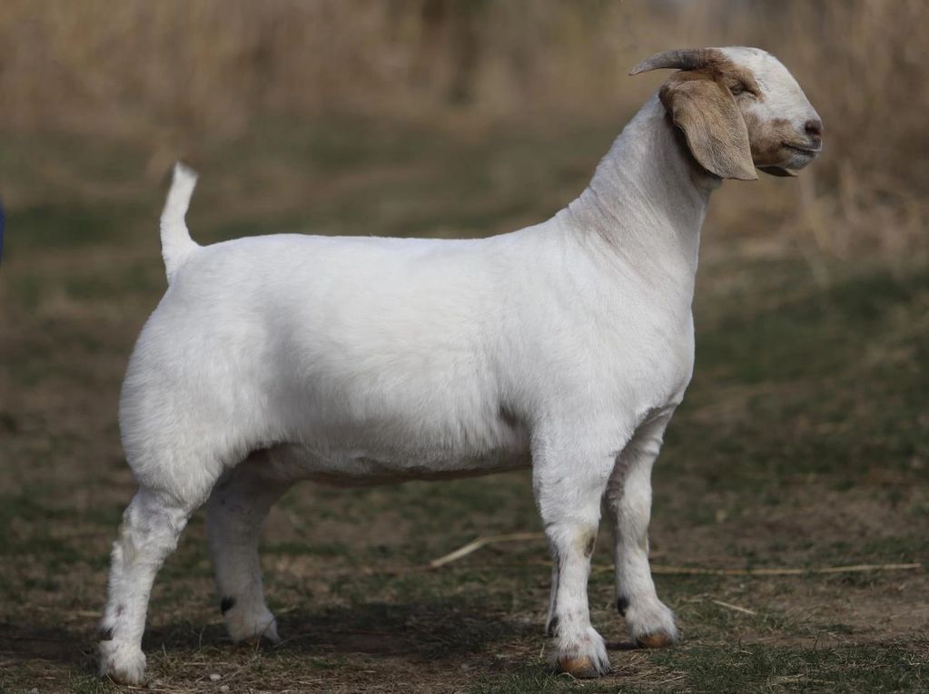 A white goat with brown ears standing on grass.