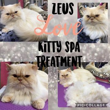 Paws n Relax dog groomers Lichfield dog grooming Lichfield cat groomers Lichfield cat grooming 