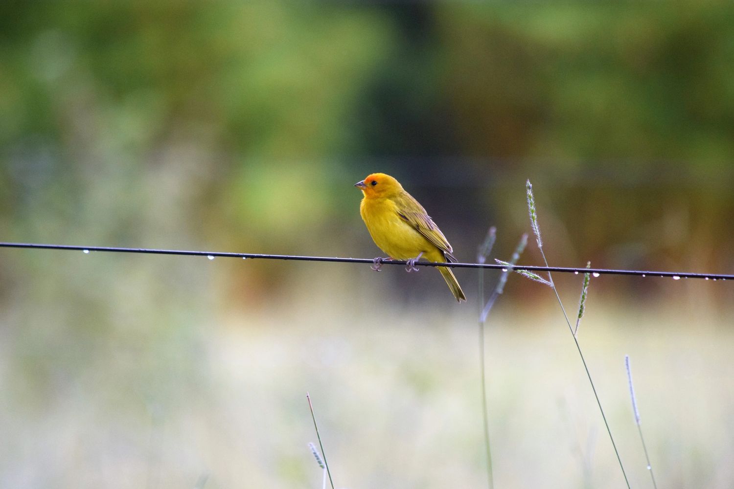 bird on a wire