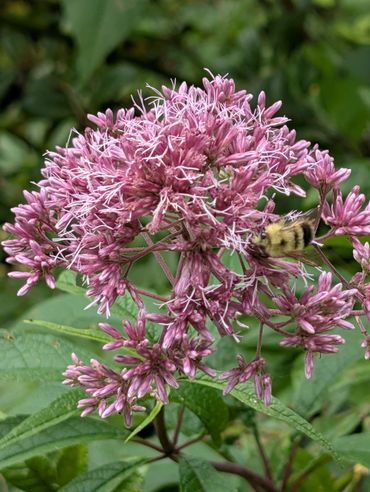 A bumblebee collecting nectar from a cluster of pink flowers.