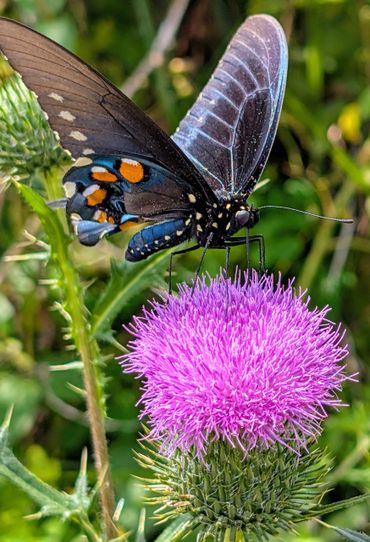 A colorful butterfly perched on a vibrant purple thistle flower.