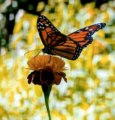 A monarch butterfly perched on a vibrant marigold flower with a blurred yellow-green background.