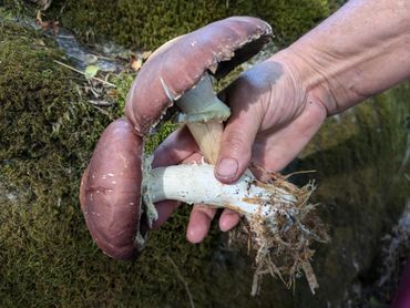 Hand holding two large, freshly picked mushrooms with purple caps and white stems.