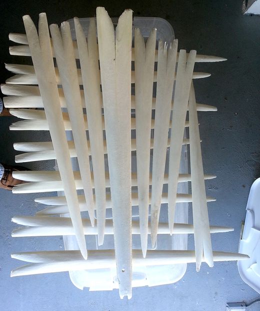 bone-afide swordfish bill art