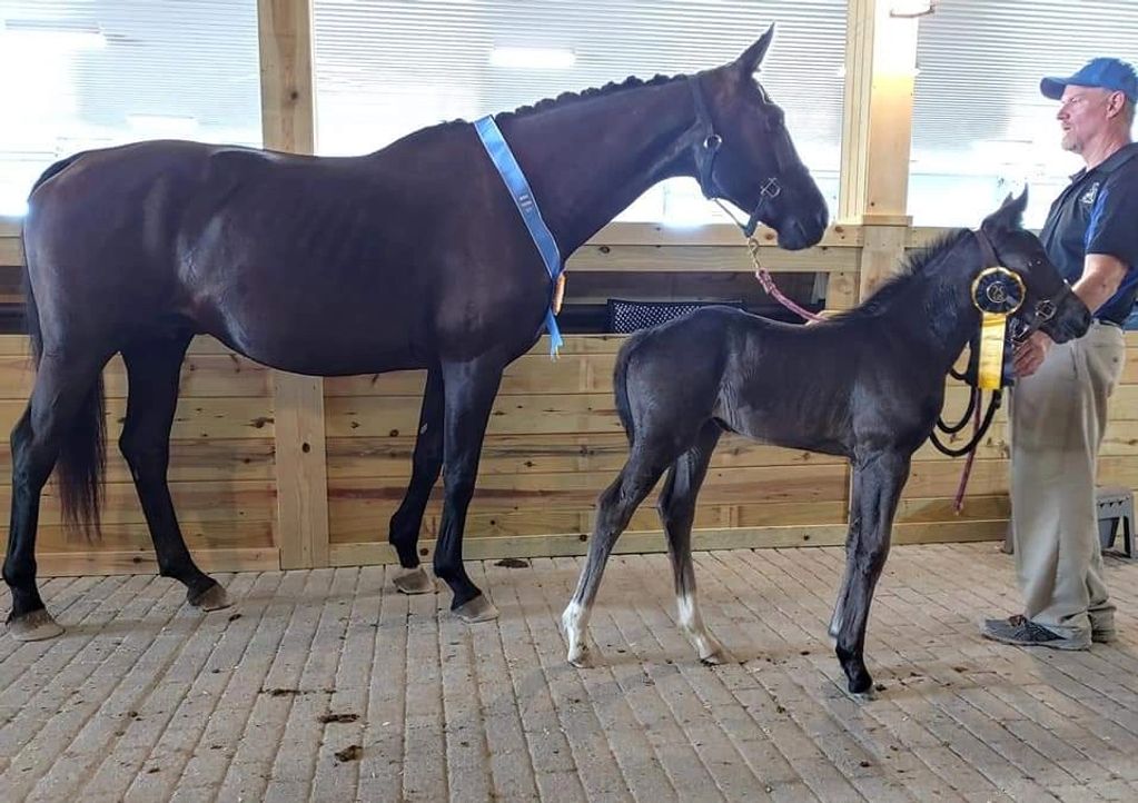 Sable and foal