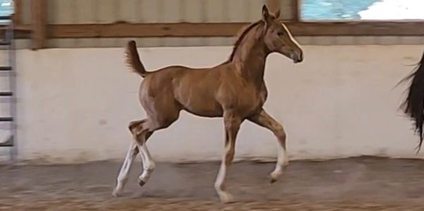 Young brown foal trotting indoors.