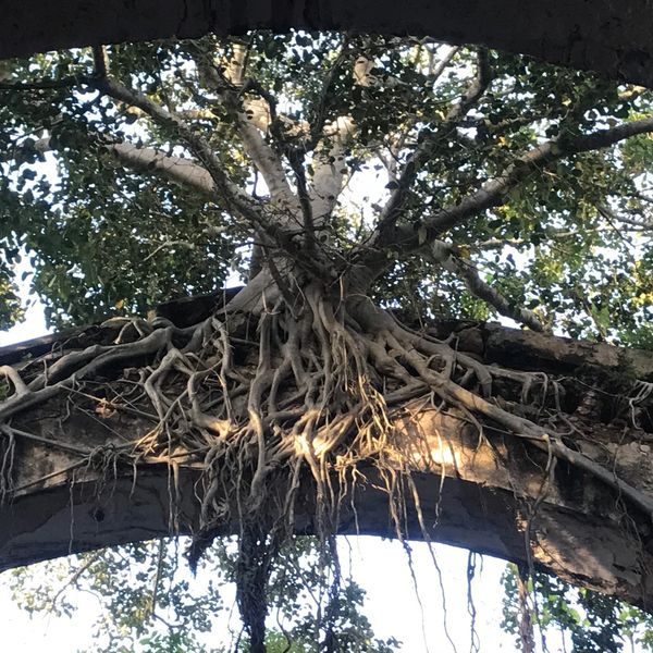 Tree roots growing over an archway.