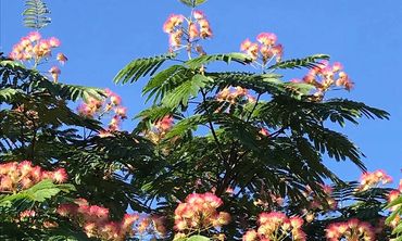 The pink flowers of the silk tree (Albezia)