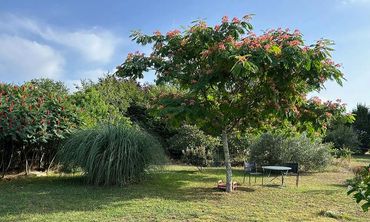 The silk tree has wonderful pink flowers, and ther's an olive tree in the corner
