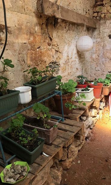 Now a big bright potting shed