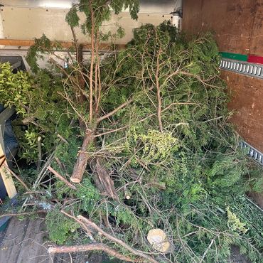Cut tree branches piled inside a wooden truck bed.