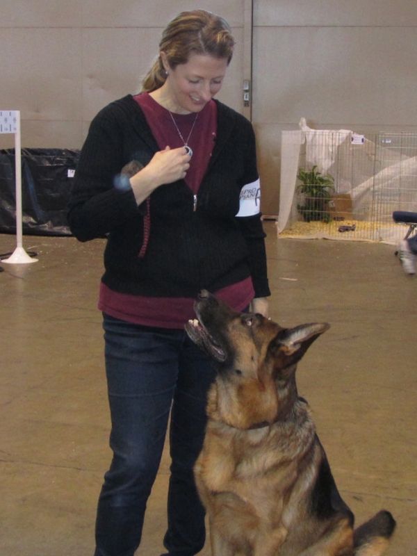 Dog trainer looking down at a German Shepherd. In-home puppy training in-home in Fayetteville AR