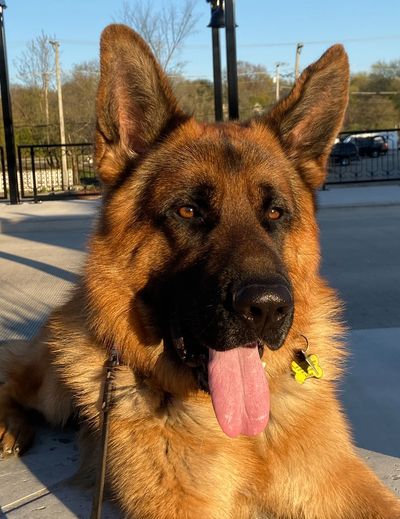 black and red german shepherd laying on a sidewalk with his tongue
