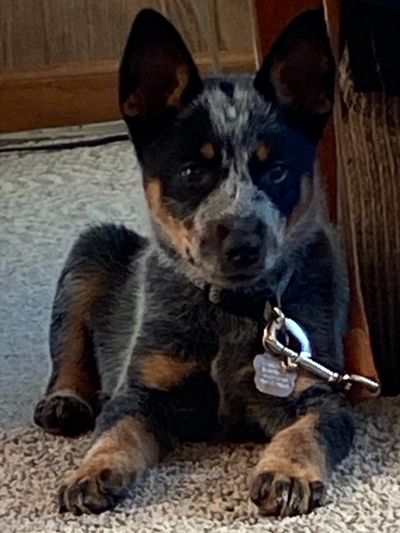 australian cattle dog puppy laying on a gray carpet