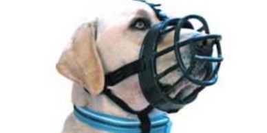 yellow lab wearing a Baskerville Ultra muzzle