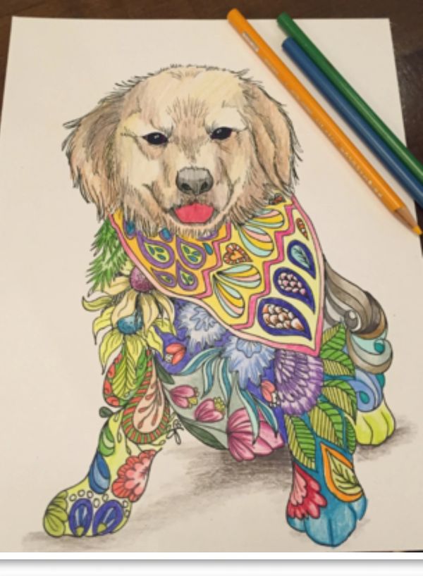 coloring page of a golden retriever colored with colored pencils