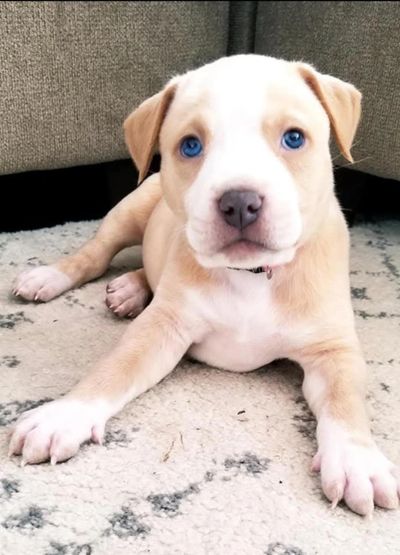 cream and white bully puppy with blue eyes laying on a rug
