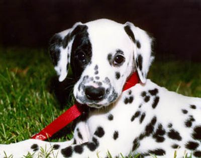 dalmation puppy with a red collar and leash laying on green grass