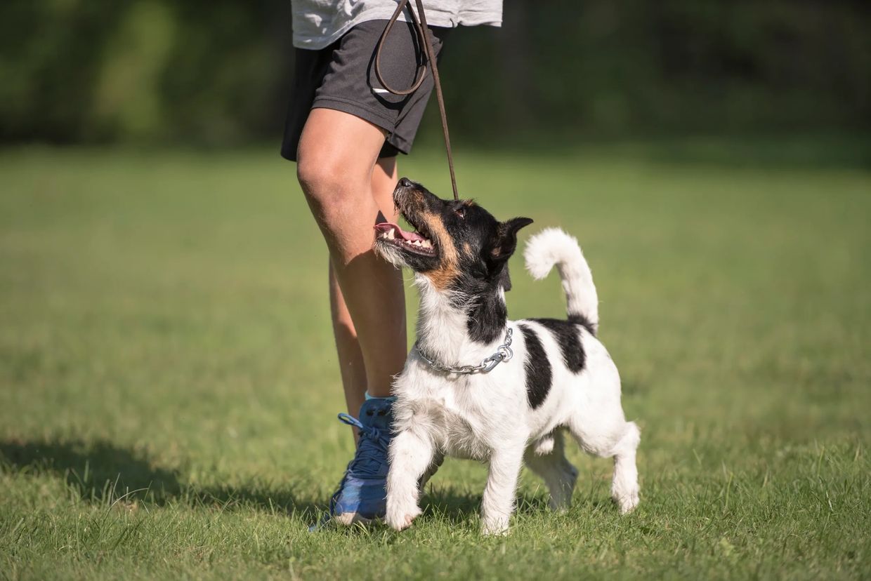 black and white puppy with metal collar healing next to it's owner