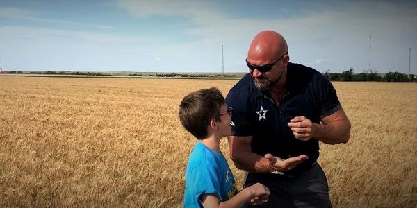 Teaching son about quality control in a family wheat field.