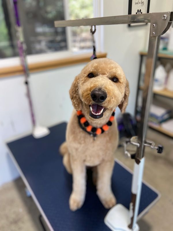 Happy dog sitting on grooming table with festive collar.
