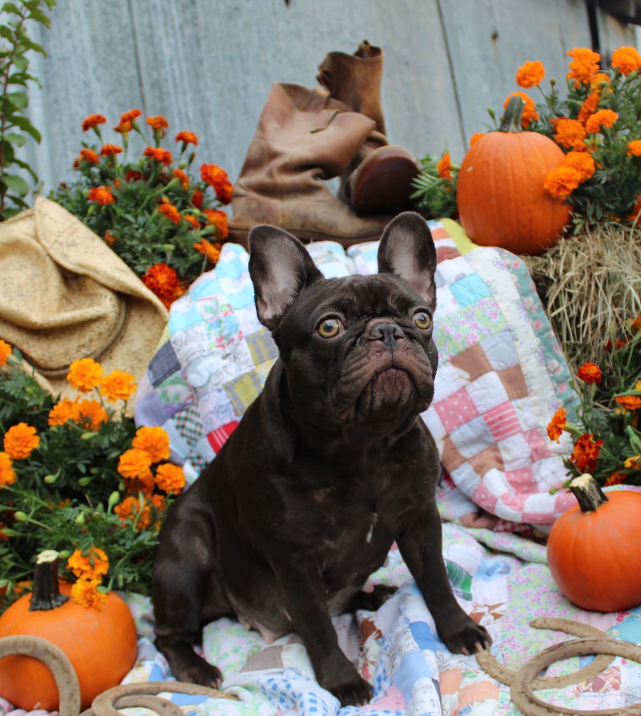 Skylar Reese is our tiny Chocolate girl & my "Little Chunky Hip Monkey"