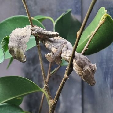 A young male Uroplatus phantasticus