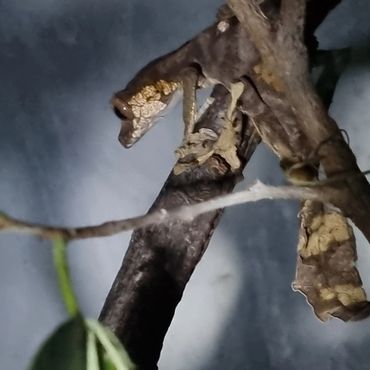 A male Uroplatus phantasticus