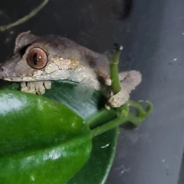 Uroplatus phantasticus