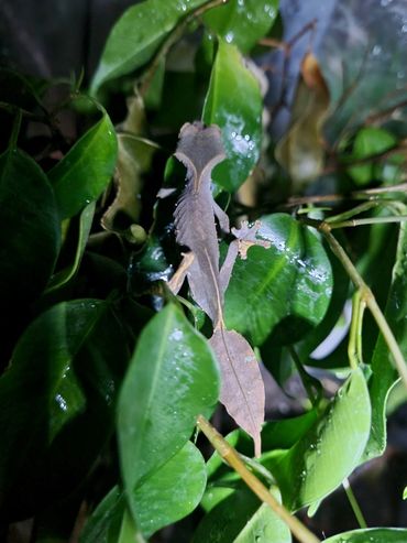 A female Uroplatus phantasticus