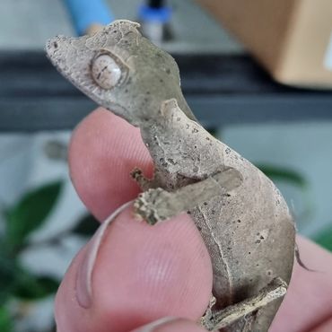 Uroplatus phantasticus