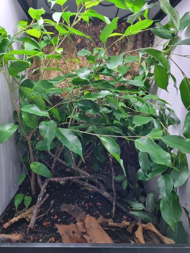 Uroplatus phantasticus set up