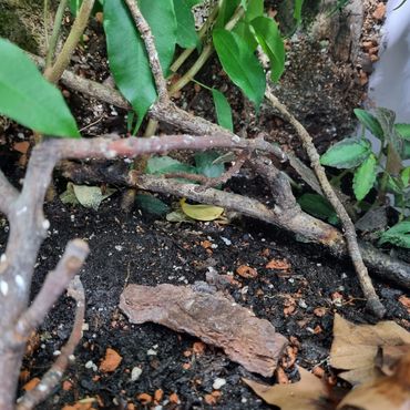 Uroplatus phantasticus set up