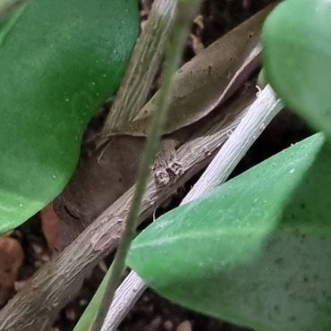 A female Uroplatus phantasticus camouflaged