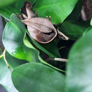 A female Uroplatus phantasticus sleeping in full exposure of the UV rays.
