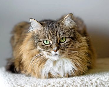 image of cat looking at the camera