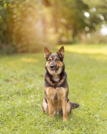 cattle dog with the sun behind him in the grass
