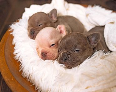 3 Boston terrier puppies snuggled together in a bowl