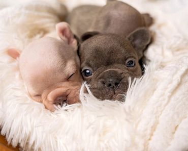 brand new puppies on a blanket