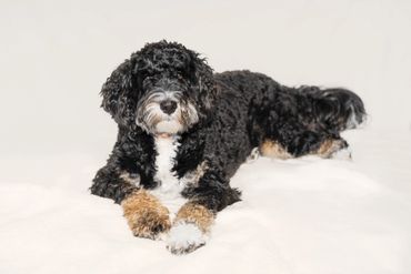young miniature bernadoodle posing on a blanket