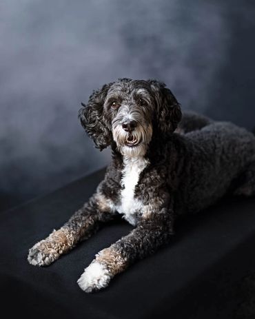 miniature bernadoodle portrait with studio lighting