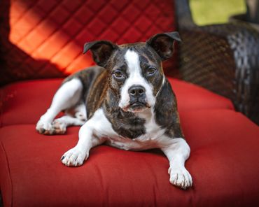 Boston Terrier portrait on red cushioned chair